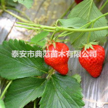 蒼南縣誠寶日用品廠業(yè)務(wù)銷售部 專業(yè)打造清新空間，一站式日用百貨服務(wù)